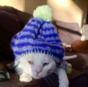 Meet your Posher, Carlee